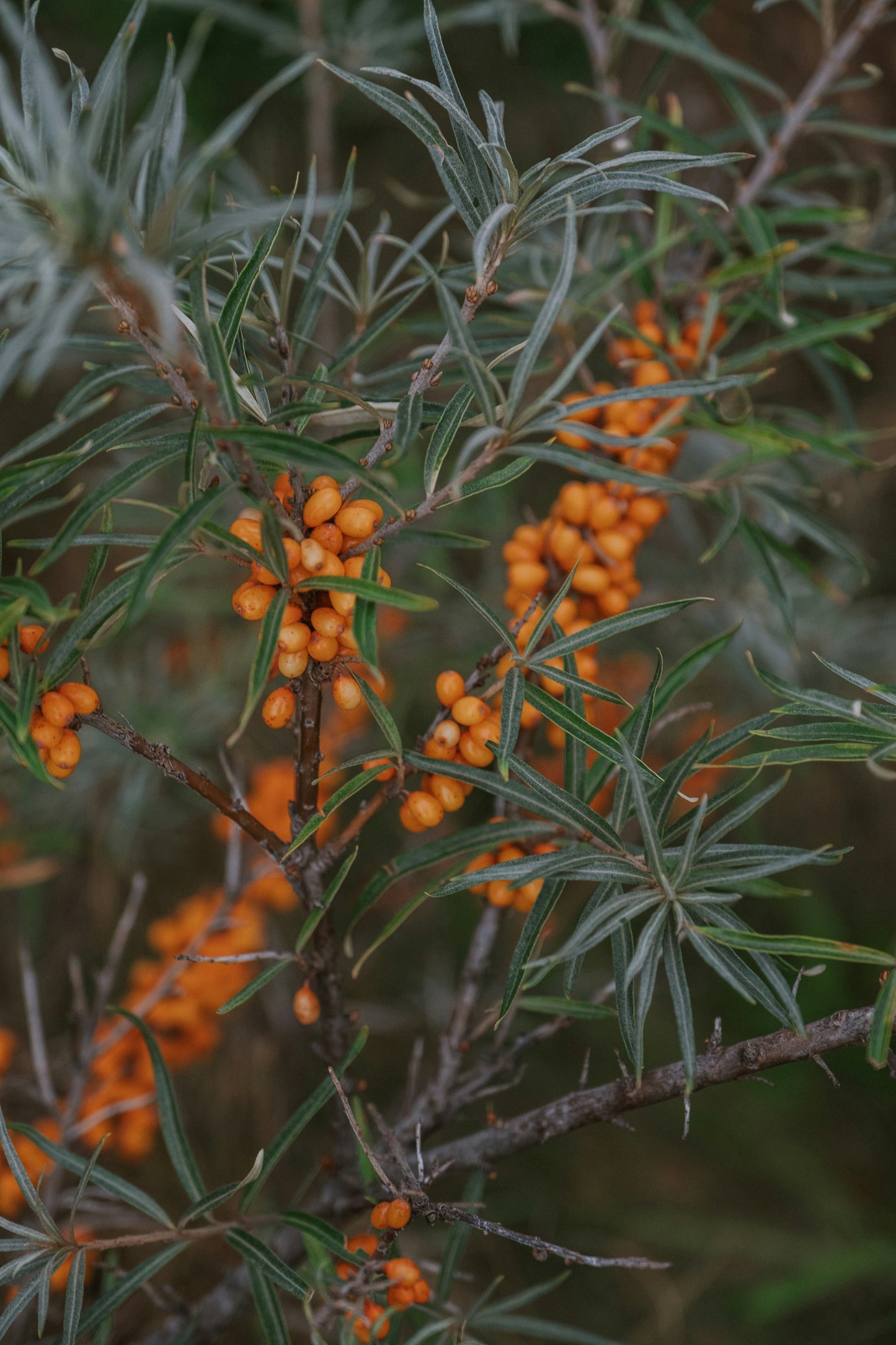 Olio vaginale idratante